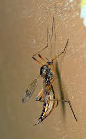 Attēlu rezultāti vaicājumam “Dictenidia bimaculata”