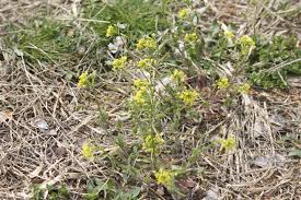 Attēlu rezultāti vaicājumam “Draba nemorosa”