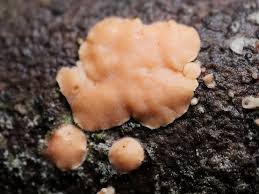 Attēlu rezultāti vaicājumam “Aleurodiscus amorphus”