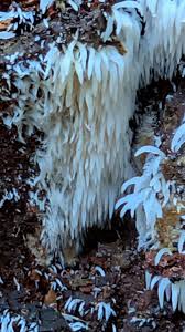 Attēlu rezultāti vaicājumam “Mucronella subtilis”