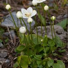 Attēlu rezultāti vaicājumam “Parnassia palustris leaf”