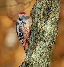 Attēlu rezultāti vaicājumam “Dendrocopos medius”