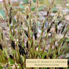 Attēlu rezultāti vaicājumam “Carex pilosa leaf”