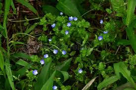 Attēlu rezultāti vaicājumam “Veronica arvensis leaf”