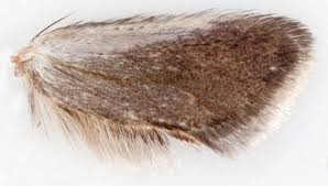 Attēlu rezultāti vaicājumam “Incurvaria praelatella”