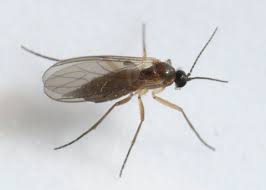 Attēlu rezultāti vaicājumam “Rabdophaga salicis”