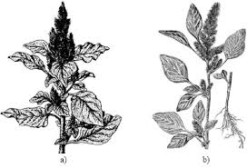 Attēlu rezultāti vaicājumam “Amaranthaceae”