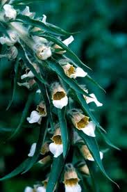 Image result for Digitalis lanata