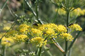 Attēlu rezultāti vaicājumam “Levisticum officinale”