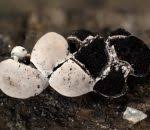 Attēlu rezultāti vaicājumam “Diderma chondrioderma”