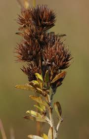 Attēlu rezultāti vaicājumam “Lophozia capitata”