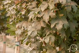 Attēlu rezultāti vaicājumam “Acer platanoides”