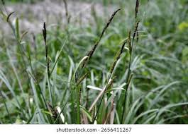 Attēlu rezultāti vaicājumam “Carex acuta”