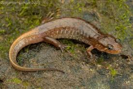 Attēlu rezultāti vaicājumam “Badhamia versicolor sessile”