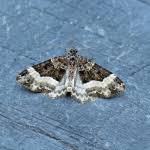 Attēlu rezultāti vaicājumam “Euphyia unangulata”