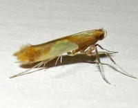 Attēlu rezultāti vaicājumam “Caloptilia alchimiella”