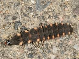 Attēlu rezultāti vaicājumam “Lampyris noctiluca larva”