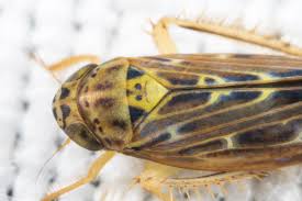 Attēlu rezultāti vaicājumam “Lamprotettix nitidulus”