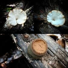 Attēlu rezultāti vaicājumam “Polyporus melanopus”