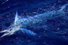 Image result for Kajikia albida