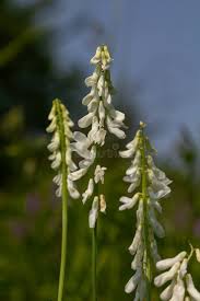 Attēlu rezultāti vaicājumam “Vicia tenuifolia”