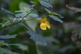 Attēlu rezultāti vaicājumam “Impatiens noli-tangere leaf”
