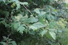 Attēlu rezultāti vaicājumam “Corylus avellana leaf”