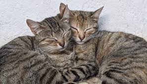 Afbeeldingsresultaat voor katten