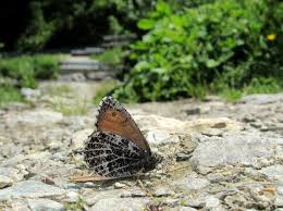 Attēlu rezultāti vaicājumam “Oeneis jutta underside”