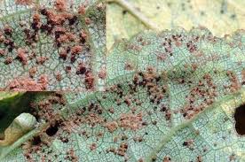 Attēlu rezultāti vaicājumam “Tranzschelia pruni-spinosae spores”