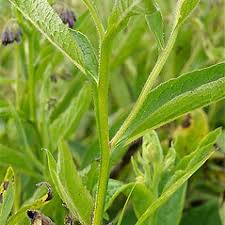 Image result for Symphytum officinale