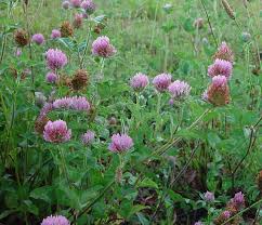 Attēlu rezultāti vaicājumam “Trifolium pratense”