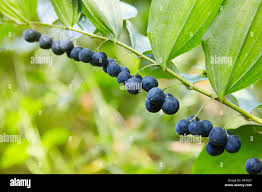 Attēlu rezultāti vaicājumam “Polygonatum multiflorum  fruit”