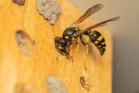 Attēlu rezultāti vaicājumam “Symmorphus sp.”