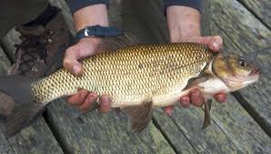 Attēlu rezultāti vaicājumam “Leuciscus idus”