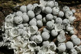 Attēlu rezultāti vaicājumam “Badhamia macrocarpa”