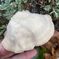 Attēlu rezultāti vaicājumam “Tyromyces chioneus”