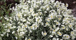 Attēlu rezultāti vaicājumam “Helianthemum x hybridum flower”