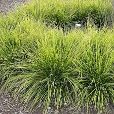 Attēlu rezultāti vaicājumam “Sesleria caerulea leaf”