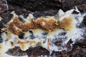 Attēlu rezultāti vaicājumam “Neocudoniella albiceps”