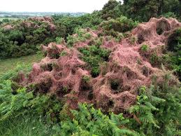 Attēlu rezultāti vaicājumam “Cuscuta epithymum subsp. trifolii”