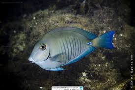 Image result for Acanthurus chirurgus