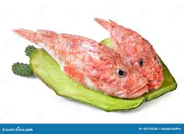 Image result for Scorpaena scrofa