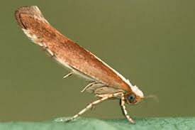 Attēlu rezultāti vaicājumam “Argyresthia albistria”