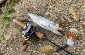 Image result for Blaenafon Barracudas Sc