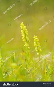 Attēlu rezultāti vaicājumam “Herminium monorchis leaf”