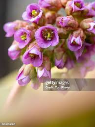 Attēlu rezultāti vaicājumam “Bergenia crassifolia flower”