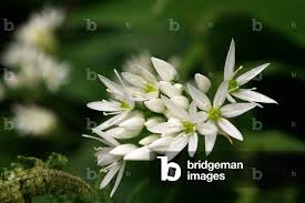 Attēlu rezultāti vaicājumam “Allium ursinum”