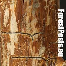 Attēlu rezultāti vaicājumam “Tomicus minor”