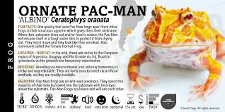 Image result for Ceratophrys ornata